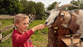 Boy feeds goat.