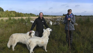 Shepherd Klaus Menke stands in the pasture with Milena Gerken.