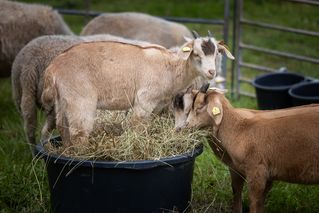 Ziegen des Naturschutzbetriebs stehen in einem Gehege und fressen Heu