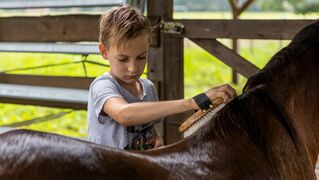 Kai cleans a horse with a brush.