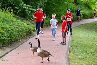 Wildgänze kreuzen den Weg auf dem Tandemlauf um den Ententeich.