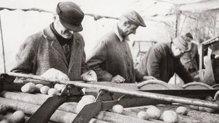Männer sortieren Kartoffeln
