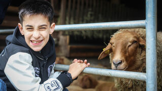 Boy strokes sheep