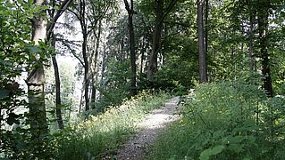 Wald