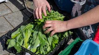 Hands reach into a box of vegetables