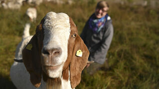 Goat looks into the camera.