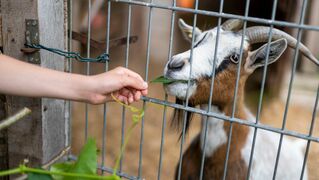 Kai füttert Ziege durch Gitterstäbe mit Blättern.