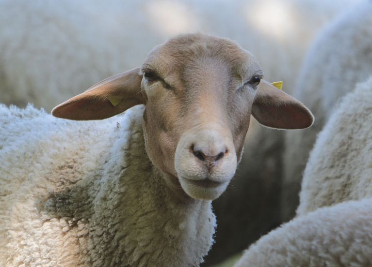 Ein Schaf schaut in die Kamera.