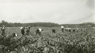 Auf den großen Ländereien in Eckardtsheim waren ab 1939 auch Zwangsarbeiter eingesetzt