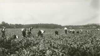 From 1939, forced labourers were also deployed on the large estates in Eckardtsheim