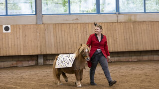 Show-Einlage mit Shetland-Pony