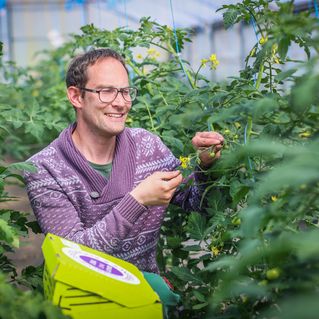 Oliver Wackerow steht im Gewächshaus und betrachtet Tomatensträuche