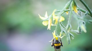 A bumblebee is on a tomato plant 