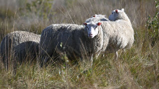 Sheep on the pasture