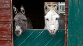 Two donkeys look out of the stable.