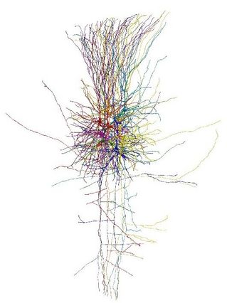 Rekonstruktion eines Nervenzellnetzwerks