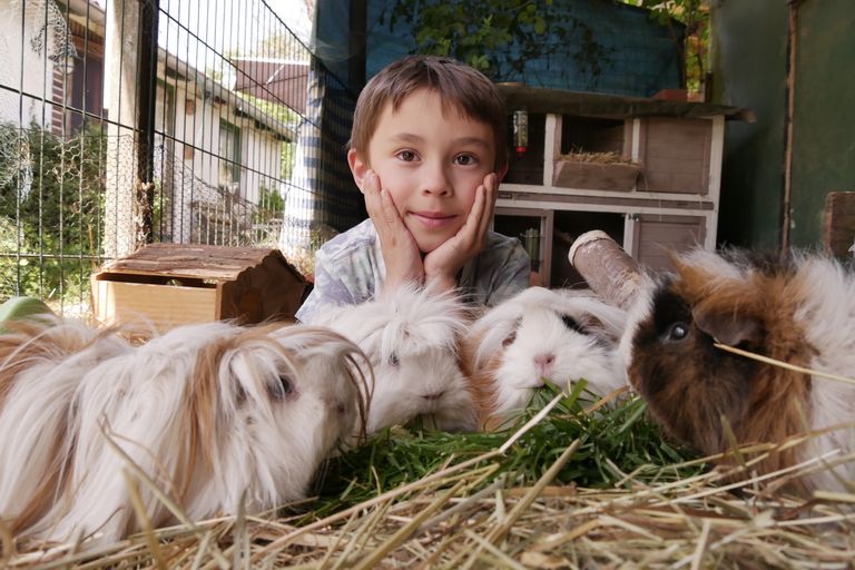 Ein Junge schaut sich Meerschweinchen an.