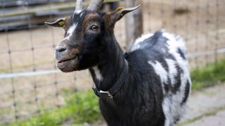 A goat looks into the camera.