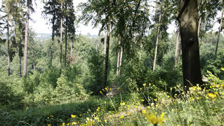 Wald und Wiese